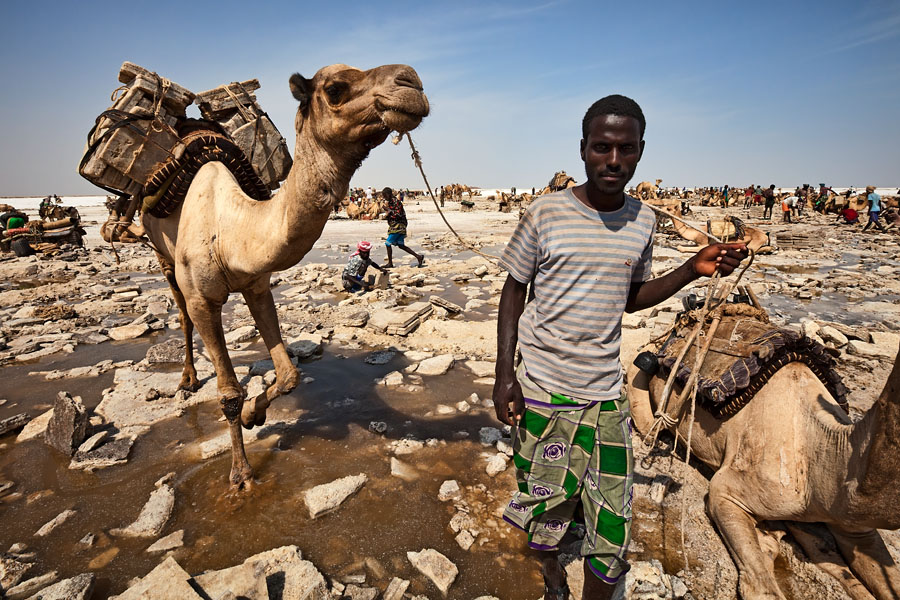  The camels are loading with the salt blocks this can be up to 150 kg. 